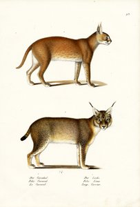 Caracal de Karl Joseph Brodtmann